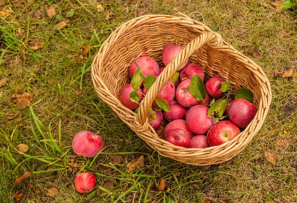 Korb Mit Roten Äpfeln Auf Dem Rasen Garten — Stockfoto