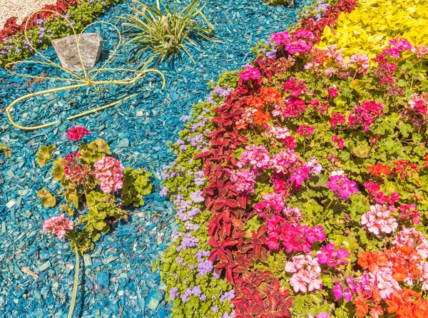 Fragmento Del Patrón Del Macizo Flores Del Coleus Pelargonium Ageratum — Foto de Stock