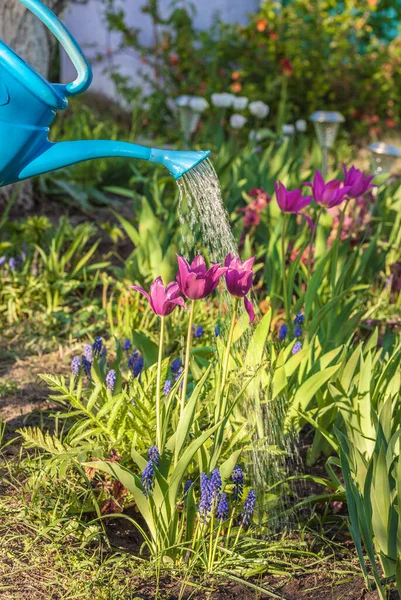 Zavlažování Květinových Záhonů Kvetoucími Tulipány Muškátovým Arméniem Zavlažovací Plechovky Slunečného — Stock fotografie