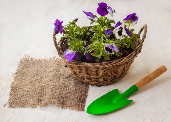 Basket Violets Pansies Next Shovel — Stock Photo, Image