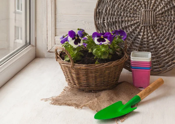 Weiße Und Blaue Stiefmütterchen Rustikalen Korb Auf Dem Balkon — Stockfoto