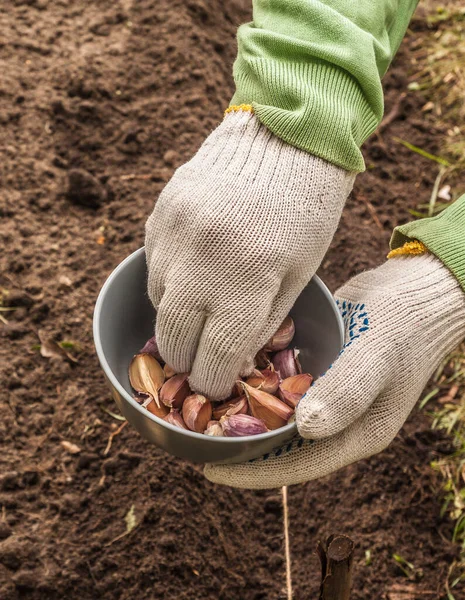 Mãos Jardineiro Plantam Alho Inverno Jardim — Fotografia de Stock