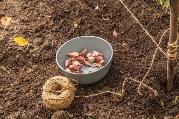 Knoblauch Herbst Den Garten Pflanzen — Stockfoto