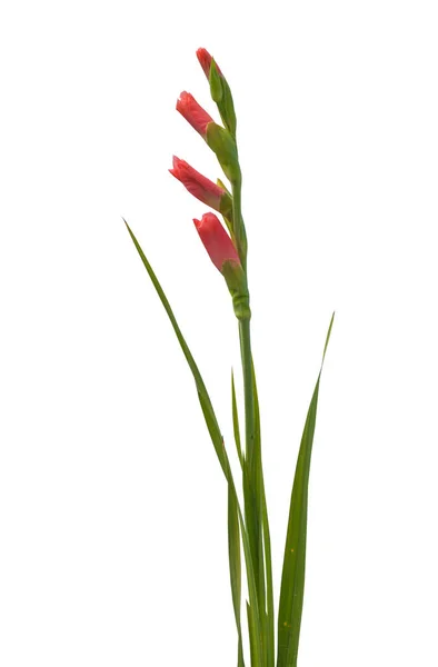 Blommande Rosa Gladiolus Med Blad Vit Bakgrund Isolerad — Stockfoto