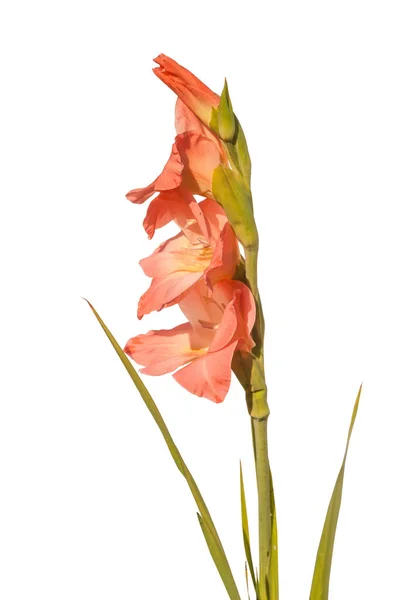 Beyaz Arka Planda Yaprakları Olan Pembe Gladiolus Izole Edilmiş — Stok fotoğraf