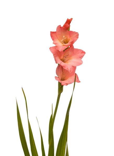Virágzó Rózsaszín Gladiolus Levelek Fehér Háttér Elszigetelt — Stock Fotó