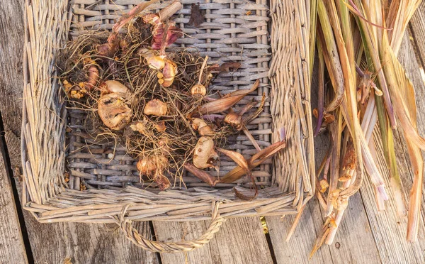 Gladiolus Bulbs Basket Wooden Table End Growing Season — Stock Photo, Image