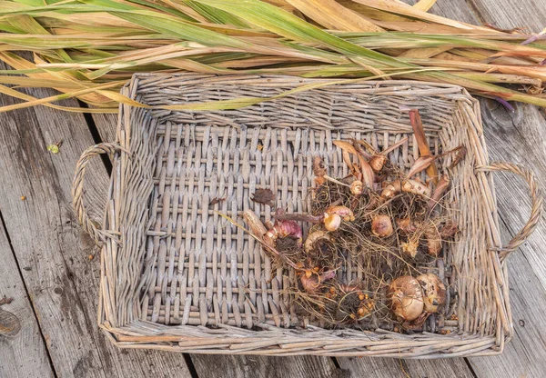 Gladiolenzwiebeln Korb Auf Einem Holztisch Nach Ende Der Vegetationsperiode — Stockfoto