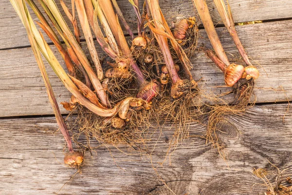 Gladiolus Ampulleri Büyüyen Mevsimin Bitiminden Sonra Ahşap Bir Masada — Stok fotoğraf