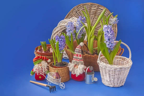 Blommande Blå Hyacinter Blå Jätte Korg Blå Bakgrund Bredvid Dekorativ — Stockfoto