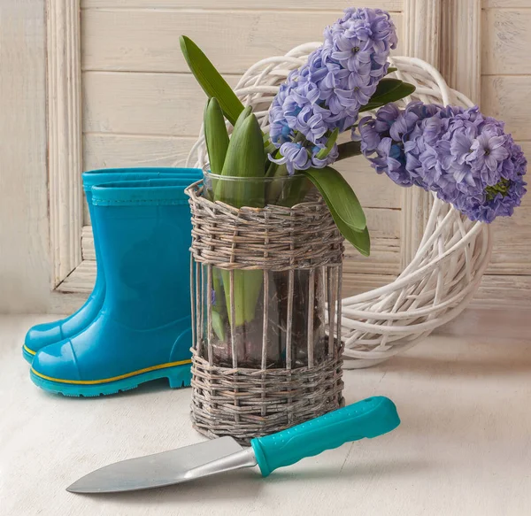 Blauwe Hyacinten Met Bollen Schep Tegen Achtergrond Van Rubberlaarzen — Stockfoto