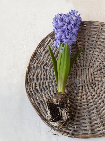 Blomma Blå Hyacint Med Lökar Och Rötter Korg Rund — Stockfoto