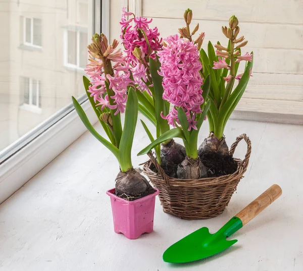 Pinkfarbene Hyazinthen Mit Zwangsblüte Und Schaufel Fenster — Stockfoto