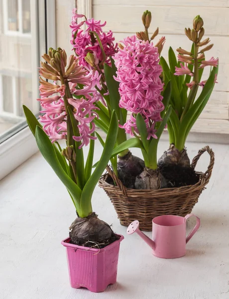 Roze Hyacinten Bloeien Het Raam — Stockfoto