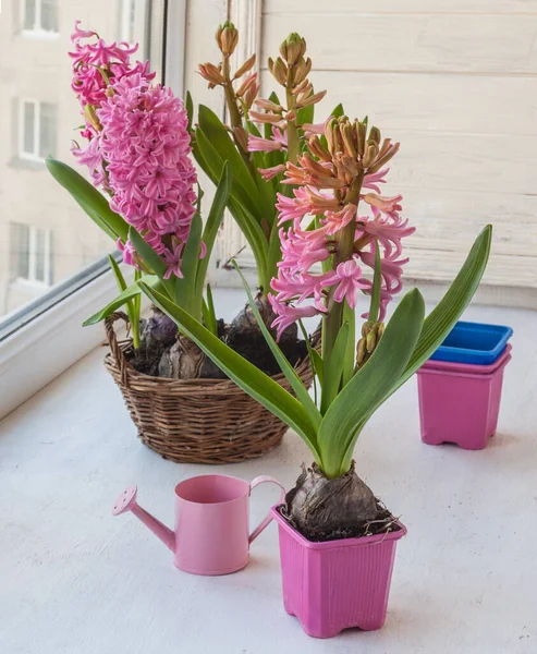 Pink Hyacinths Forced Flowering Decorative Watering Can Window — Stock Photo, Image