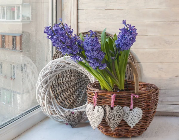 Modré Hyacinty Hrubém Venkovském Koši Pozadí Utkaného Věnce Romantický Dárek — Stock fotografie