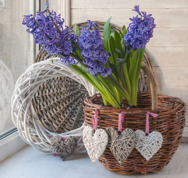 Blue Hyacinths Rough Rural Basket Background Woven Wreath Romantic Gift — Stock Photo, Image