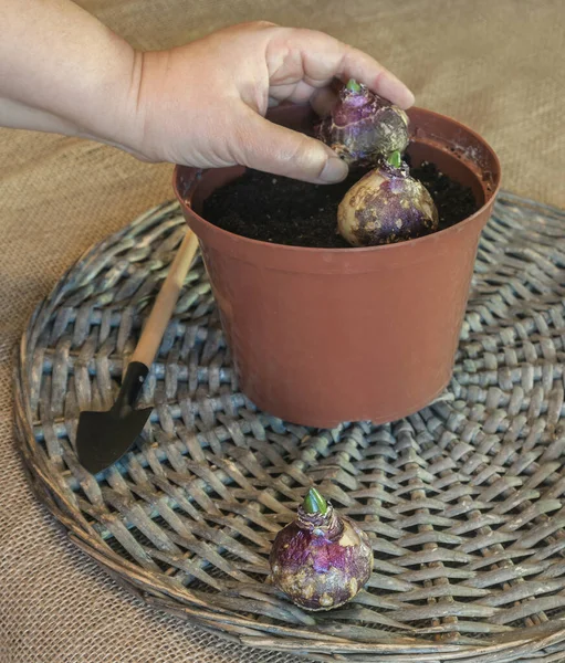 Mão Feminina Plantando Bulbos Jacinto Pote Plástico Para Forçar Floração — Fotografia de Stock