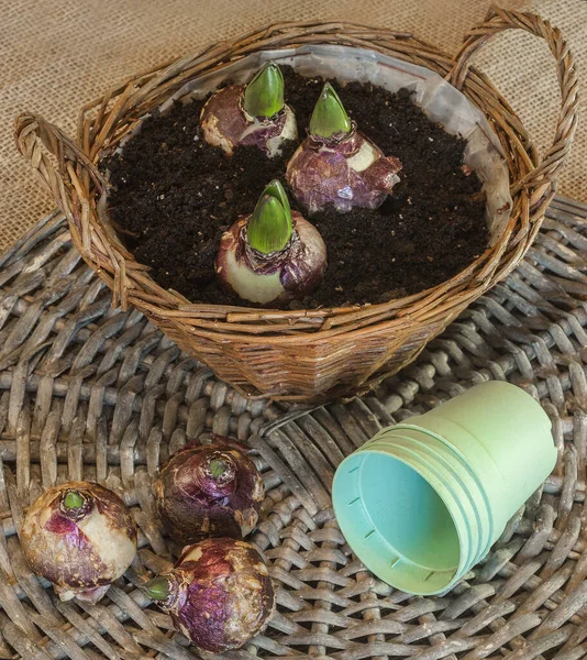 Planting Forced Flowering Hyacinth Bulbs Gift — Stock Photo, Image