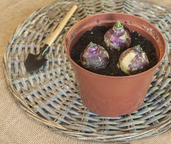 Drie Hyacint Bollen Een Plastic Pot Voor Gedwongen Bloei — Stockfoto