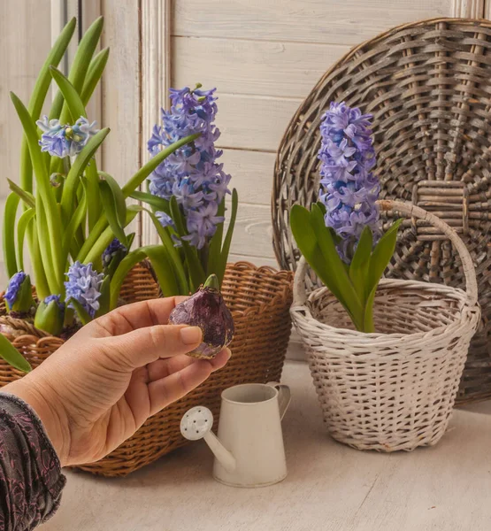 Female Hand Holds Bulb Hyacinth Background Flowering Hyacinths — Stock Photo, Image