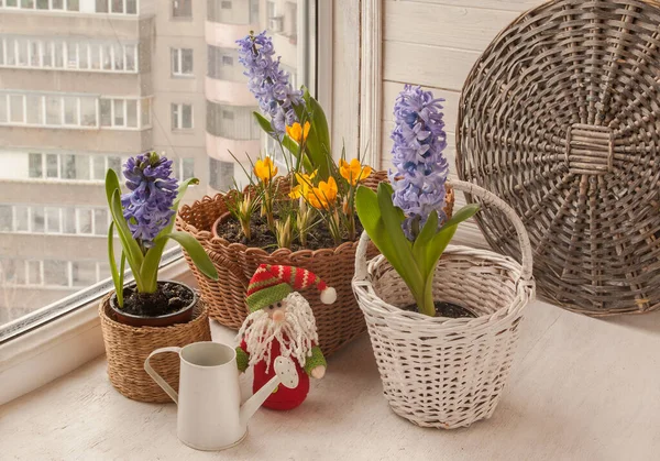 Blommande Blå Hyacinter Blå Jätte Och Gula Krokusar Korg Fönstret — Stockfoto