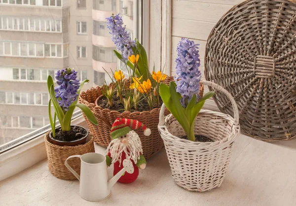 Blooming Blue Hyacinths Blue Giant Yellow Crocuses Basket Window Next — Stock Photo, Image