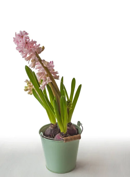Gently Pink Hyacinth Blue Bucket White Background Shadow — Stock Photo, Image