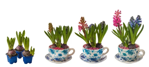 Flowering Process Hyacinth Pot Vintage Pattern White Background Isolated — Stock Photo, Image