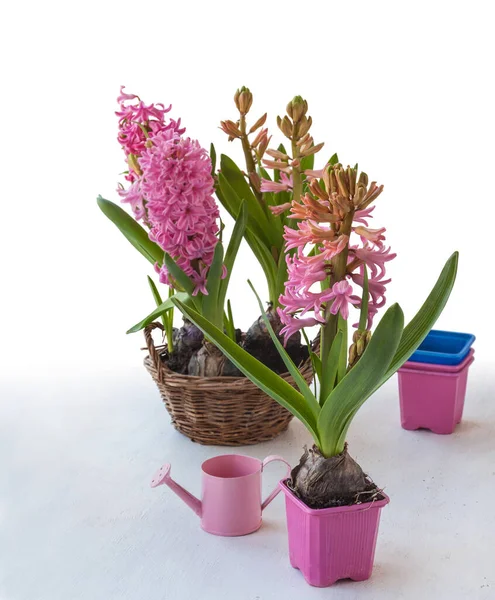 Pink Hyacinths Forced Flowering Decorative Watering Can White Background — Stock Photo, Image