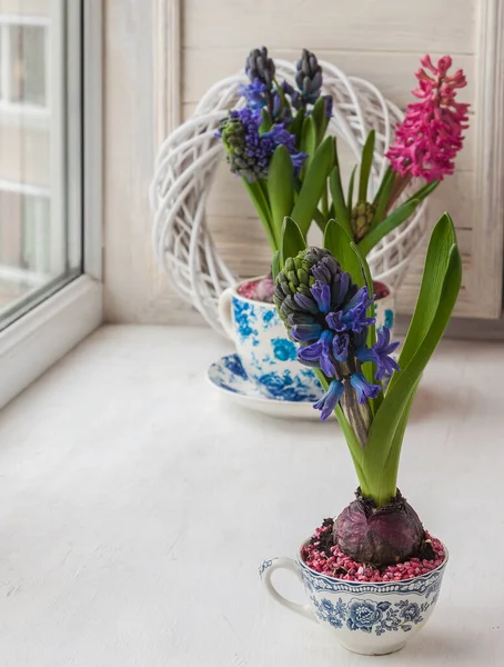 Hyazinthen Topf Mit Vintage Muster Fenster — Stockfoto