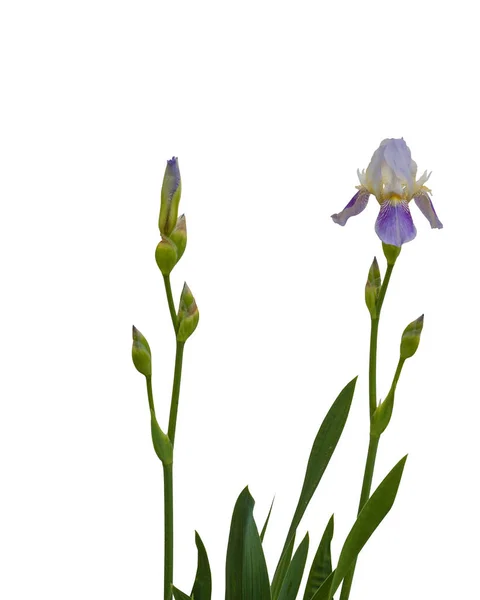 Blue Bearded Iris Flowers Isolated White Background — Stock Photo, Image