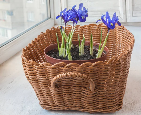 Blossoming Iridodictyum Baskets Drops Water Balcony Window Winter — Stock Photo, Image