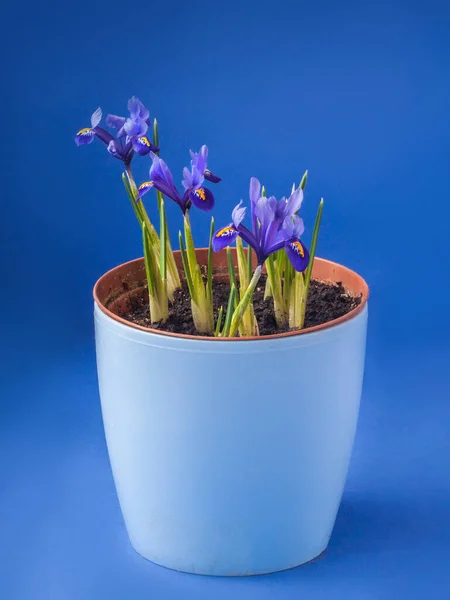 Blossoming Iridodictyum Blue Pot Dark Blue Background — Stock Photo, Image