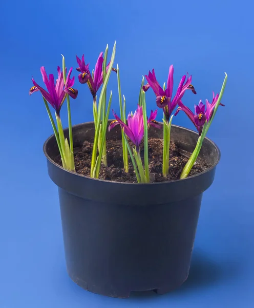 Blossoming Iridodictyum Reticulatum Dijt Plastic Pot Dark Blue Background — Stock Photo, Image