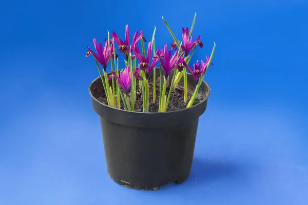 Blossoming Iridodictyum Reticulatum Dijt Plastic Pot Dark Blue Background — Stock Photo, Image