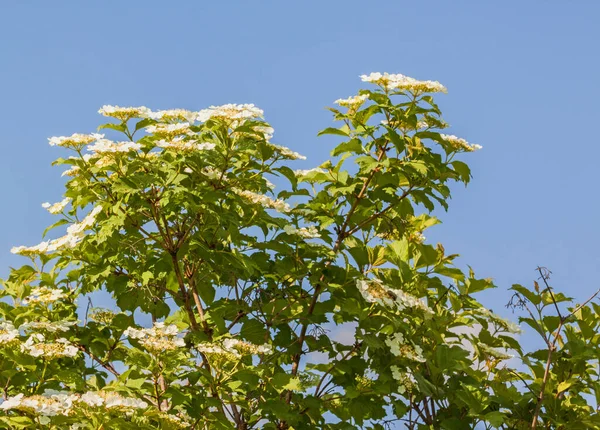 Arbusto Floreciente Viburnum Día Soleado Contra Cielo — Foto de Stock