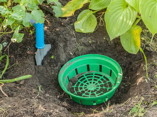 Basket Planting Bulbous Plants Leaves Hosts Next Shovel — Stock Photo, Image