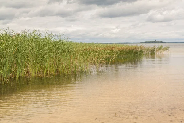 Reeds Overgrown Lago Svitiaz Tempo Ventoso Svitiaz Shatsky National Natural — Fotografia de Stock