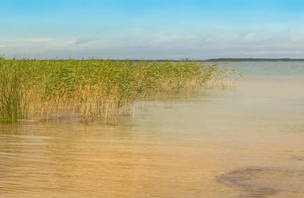 Día Nublado Lago Svitiaz Svitiaz Parque Nacional Natural Shatsky Ucrania — Foto de Stock