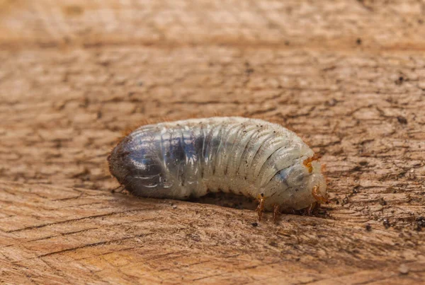 Cockchafer Gândac Melolontha Melolontha Larva — Fotografie, imagine de stoc