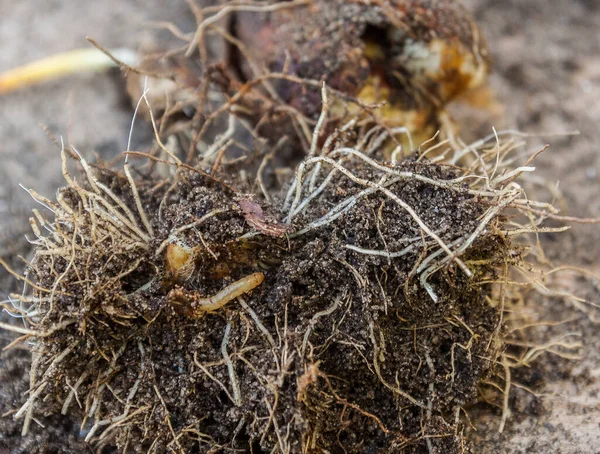 Drahtwurm Larve Eines Käfers Einer Tulpenzwiebel — Stockfoto