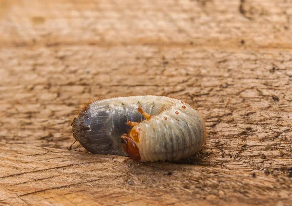 Brouk Melolontha Melolontha Larva — Stock fotografie