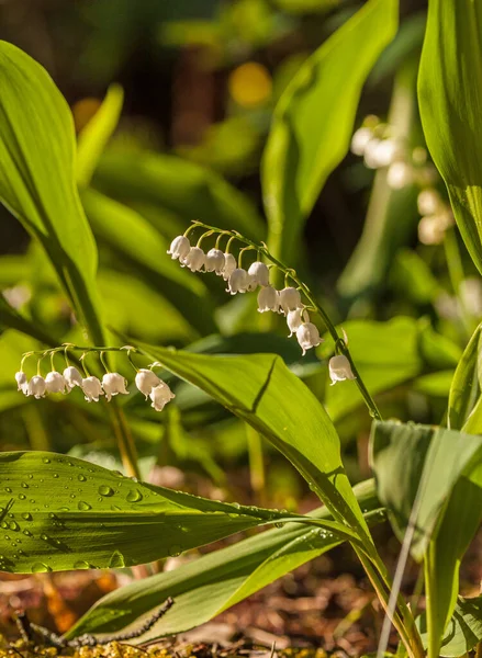 Floração Lírios Vale Uma Clareira Floresta Primavera — Fotografia de Stock