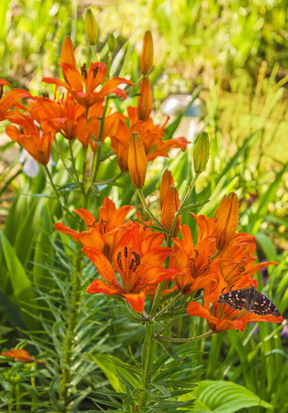 Blossoming  Saffron lilies (Lilium dahuricum; Lilium pensylvanicum) with drops of water after watering and  butterfly Apatura metis in the garden