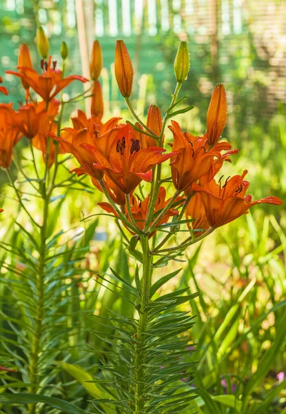 朝の庭の露の滴のオレンジサフランユリ Lilium Dahuricum Lilium Pensylvanicum — ストック写真