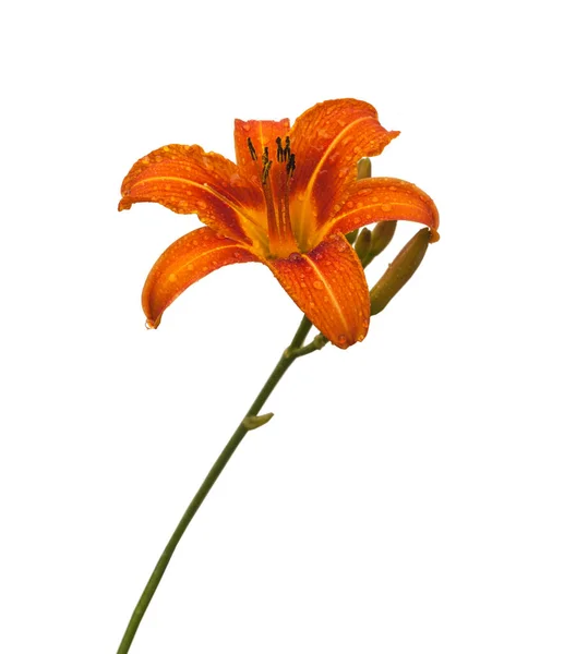 Μονό Πορτοκαλί Λουλούδι Ημέρας Κρίνο Κεφάλι Σταγόνες Νερού Που Απομονώνονται — Φωτογραφία Αρχείου