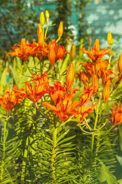 Solbelysta Apelsinsaffran Liljor Lilium Dahuricum Lilium Pensylvanicum Droppar Dagg Morgonträdgård — Stockfoto