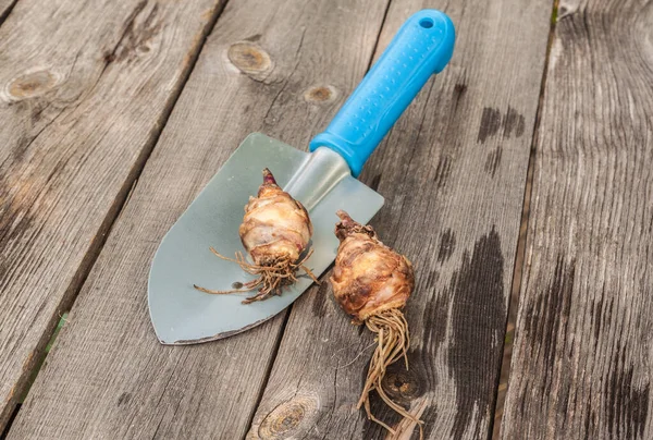 Bollen Van Eucomis Bicolor Voor Het Planten Houten Ondergrond — Stockfoto