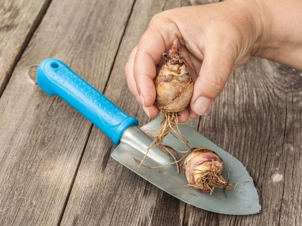 Mão Feminina Segura Bulbo Eucomis Bicolor Antes Plantar — Fotografia de Stock